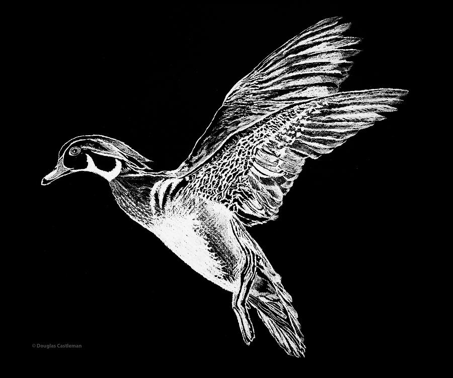 Wood Duck Drawing by Douglas Castleman