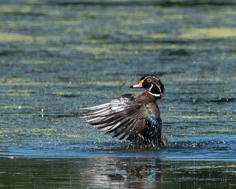Wood Duck Drake Exercising Photograph by Larry Maras Wood Duck Drake Exercising Photograph by Larry Maras