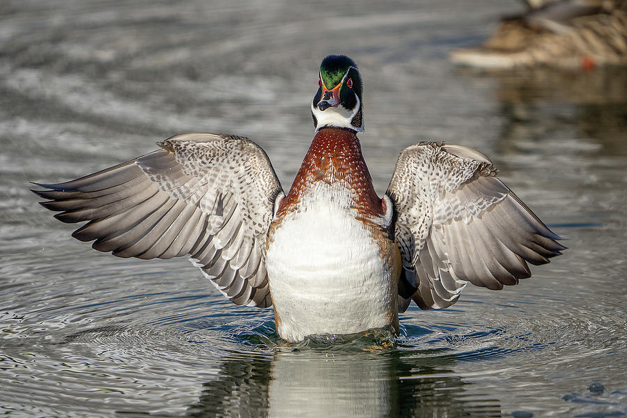 Wood Duck Drake Flap Photograph by Wesley Aston