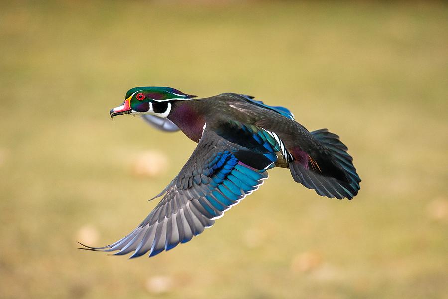 Wood Duck Drake Flying Photograph by Lynn Hopwood