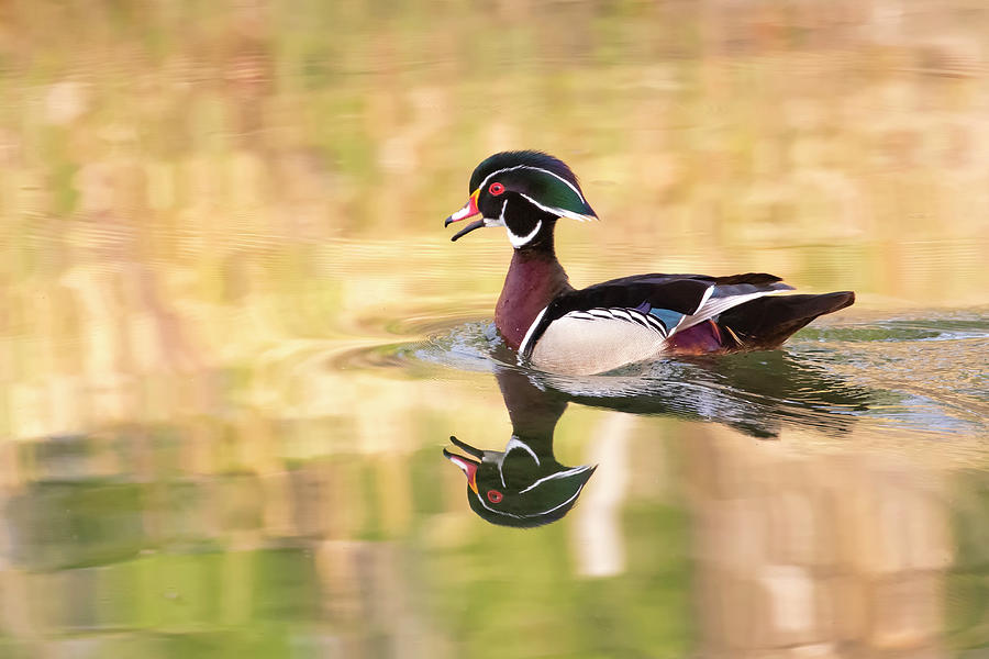 Wood duck drake in golds Photograph by Celine Pollard