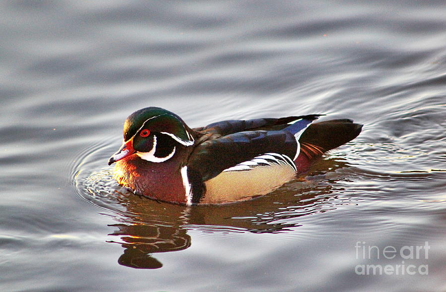 Wood Duck Drake in the Afternoon Photograph by Sea Change Vibes