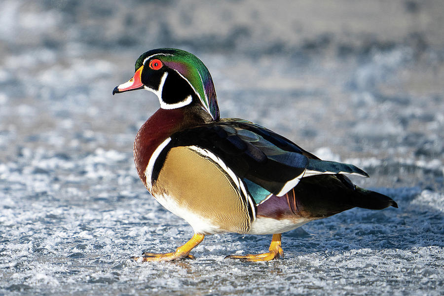 Wood Duck Drake on Ice Photograph by Wesley Aston