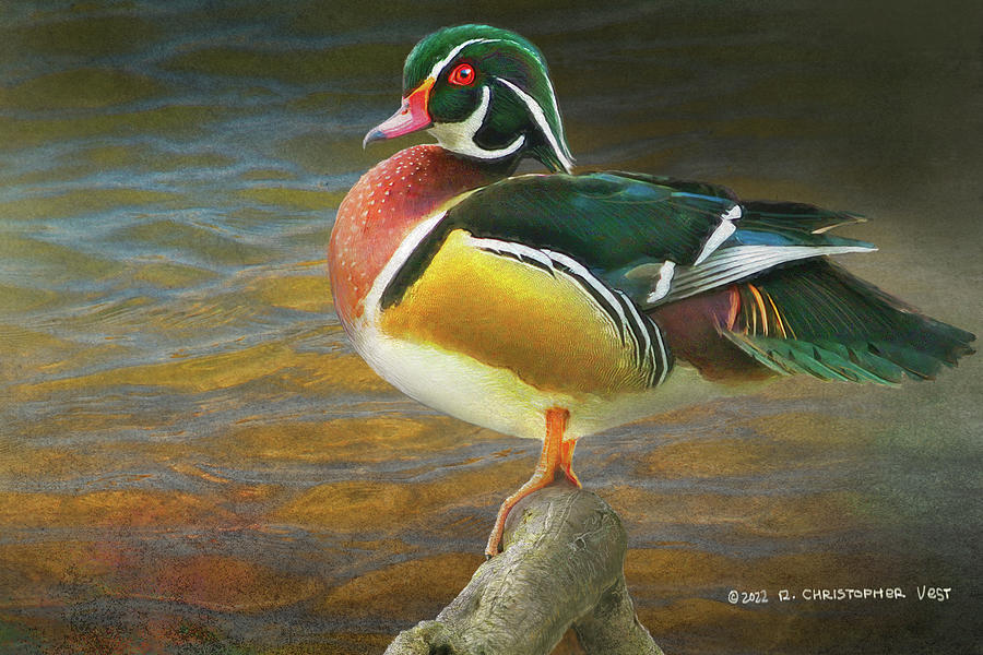 Wood Duck Drake Portrait Photograph by R christopher Vest - Pixels