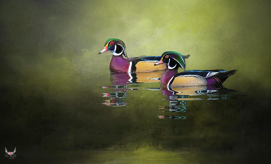 Wood Duck Drake Reflections Photograph by Pam Rendall