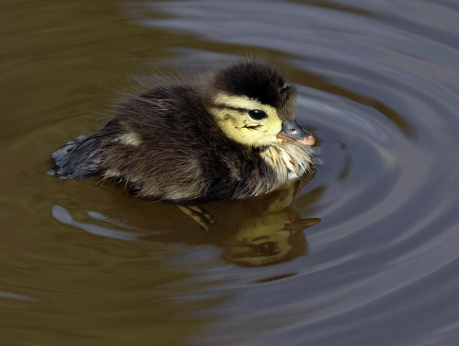 Wood Duck Duckling Photograph by Art Cole