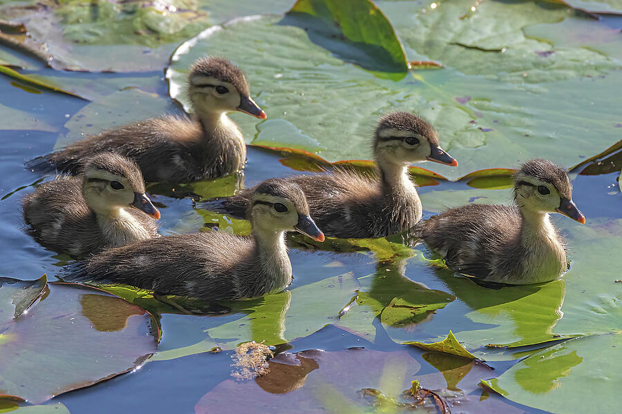 Augusta Photograph - Wood Duck Ducklings by Steve Rich