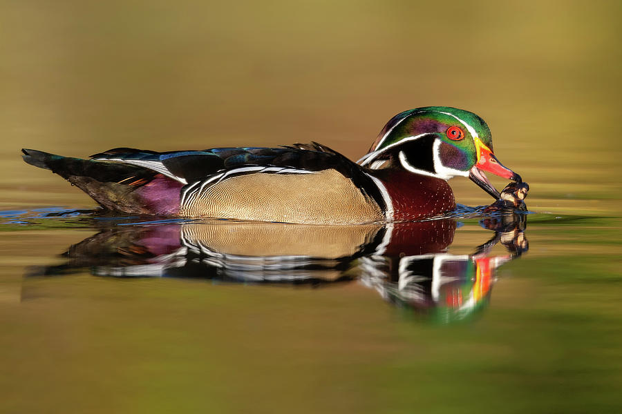 Wood Duck Eating Photograph
