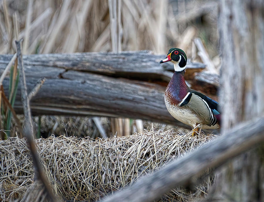 Wood Duck Emerges Photograph by Flinn Hackett