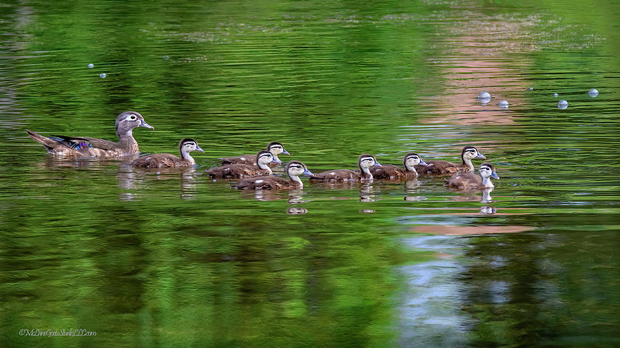 Wood Duck Family Photograph