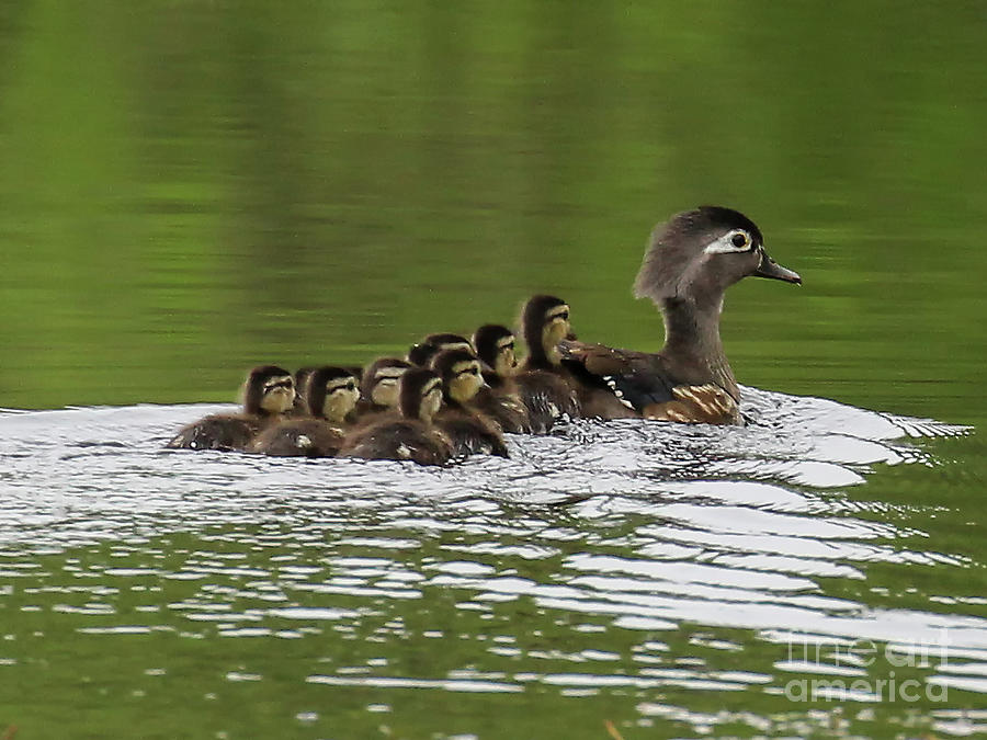 Wood Duck Family Photograph by Michelle Tinger