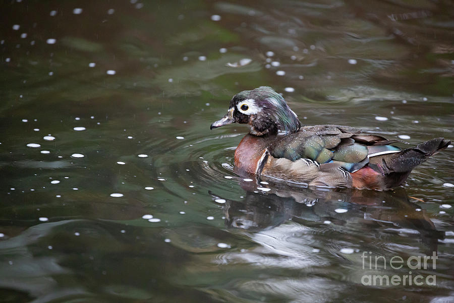 Wood Duck Female Photograph by Eva Lechner