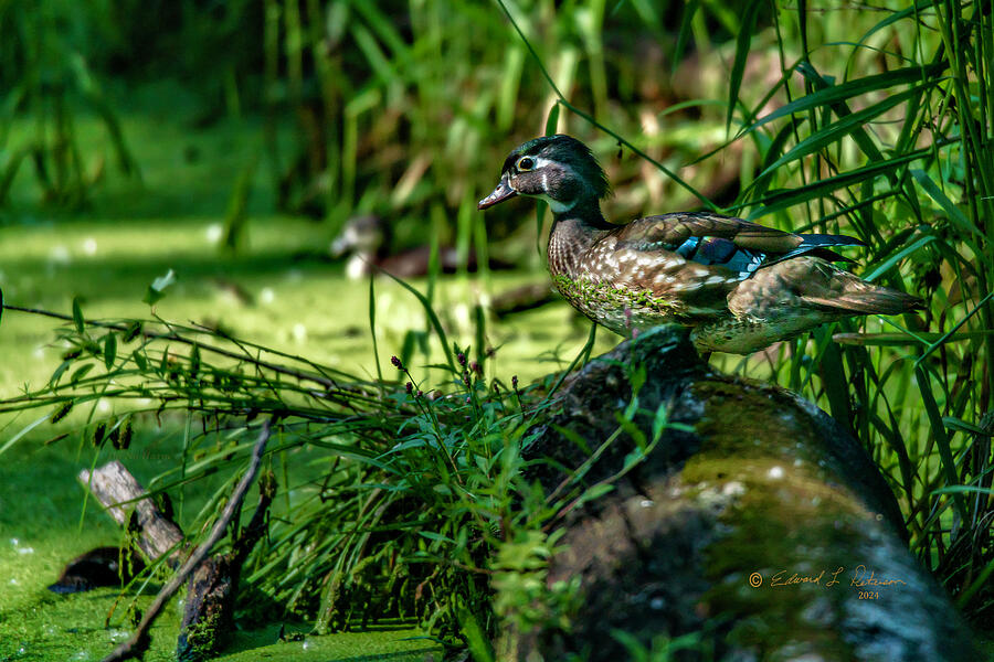 Wood Duck Hen Photograph by Ed Peterson Wood Duck Hen Photograph by Ed Peterson