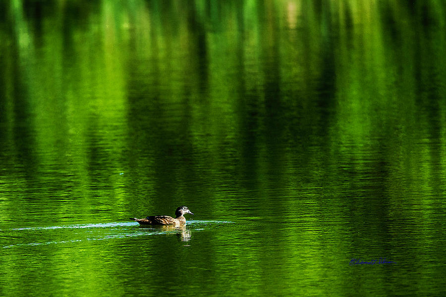 Wood Duck Hen Photograph by Ed Peterson