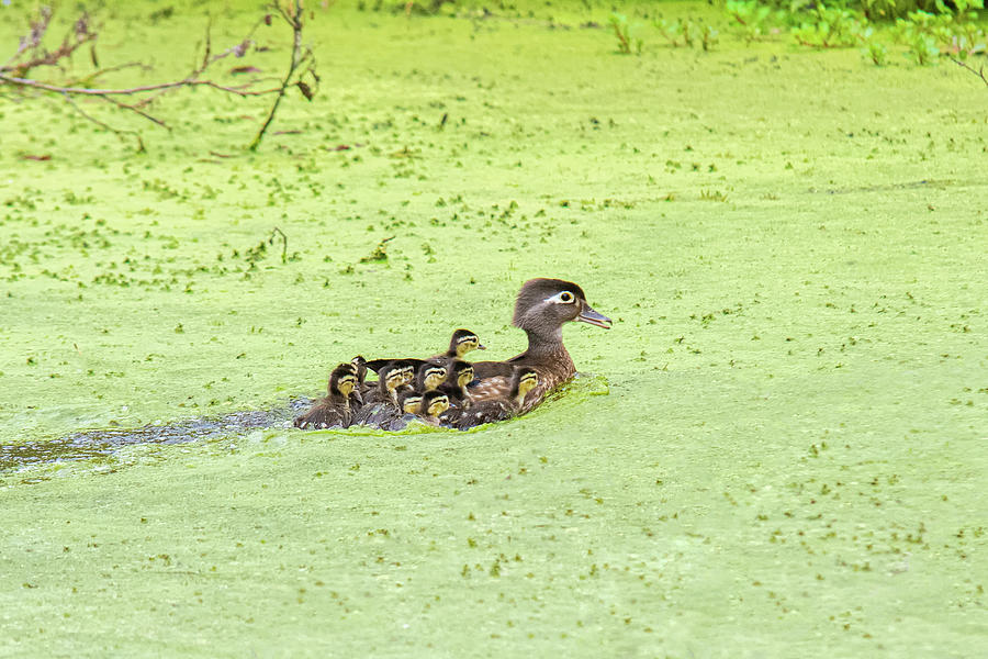 Wood Duck Hen With Ducklings Photograph By Richard Leighton - Fine Art 