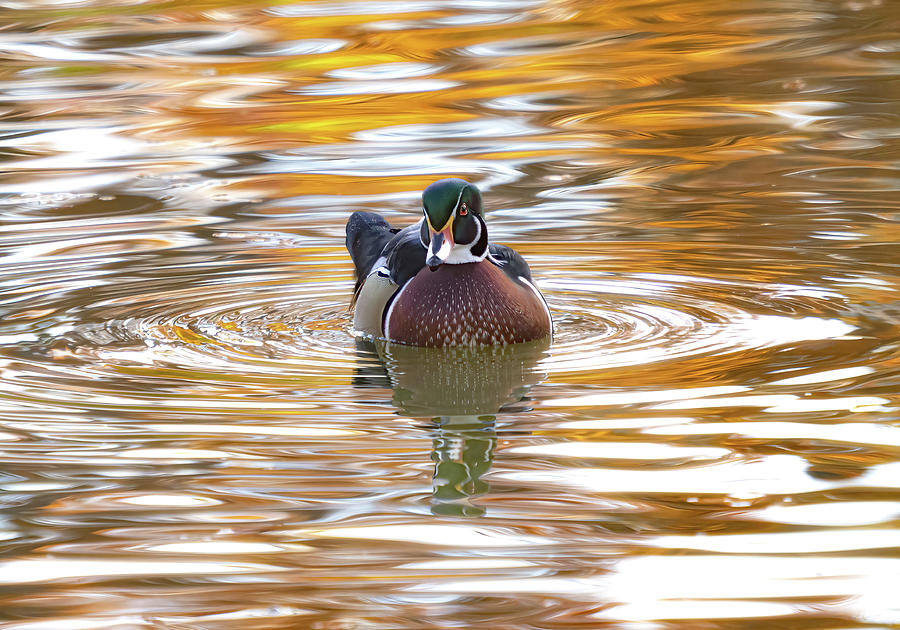 Wood Duck in Autumn Photograph by Kristal Kraft