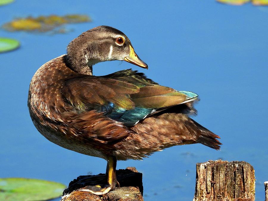 Wood duck in eclipse plumage Photograph by Bernardo Guzman - Fine Art ...