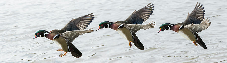 Wood Duck in flight panorama Photograph by Mircea Costina Photography