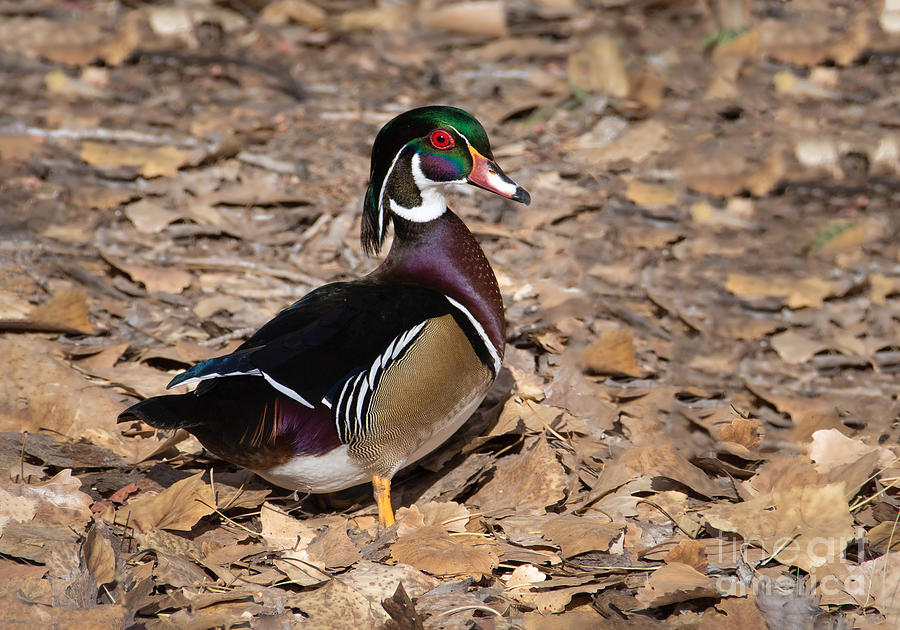 Wood Duck in Leaves Photograph by Lisa Manifold