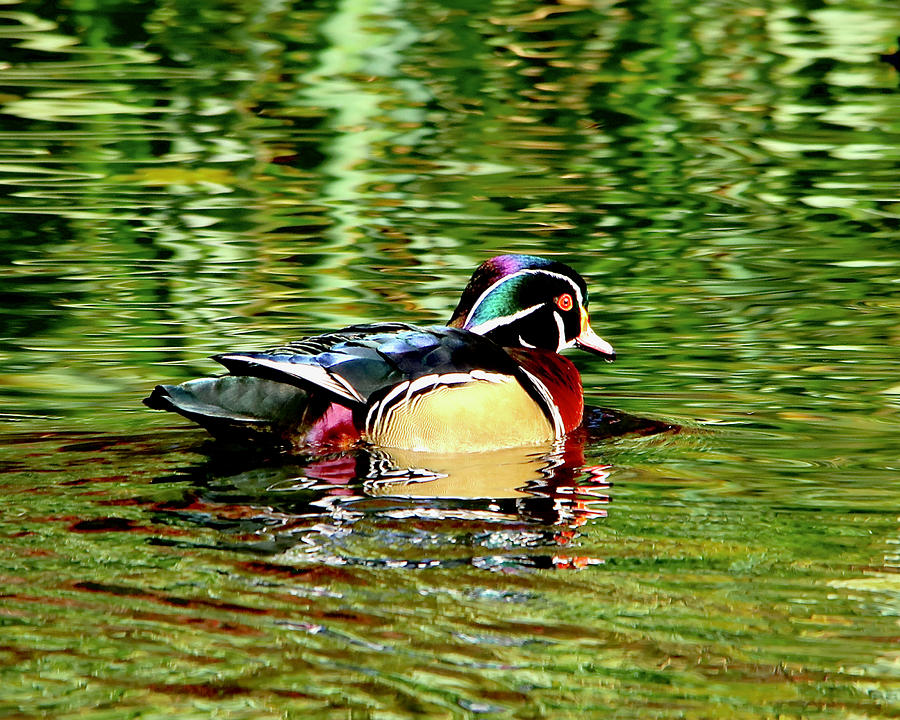Wood Duck in Ripples Photograph by Todd Kreuter