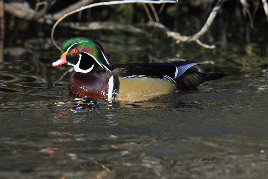 Wood Duck In Shallow Water Photograph