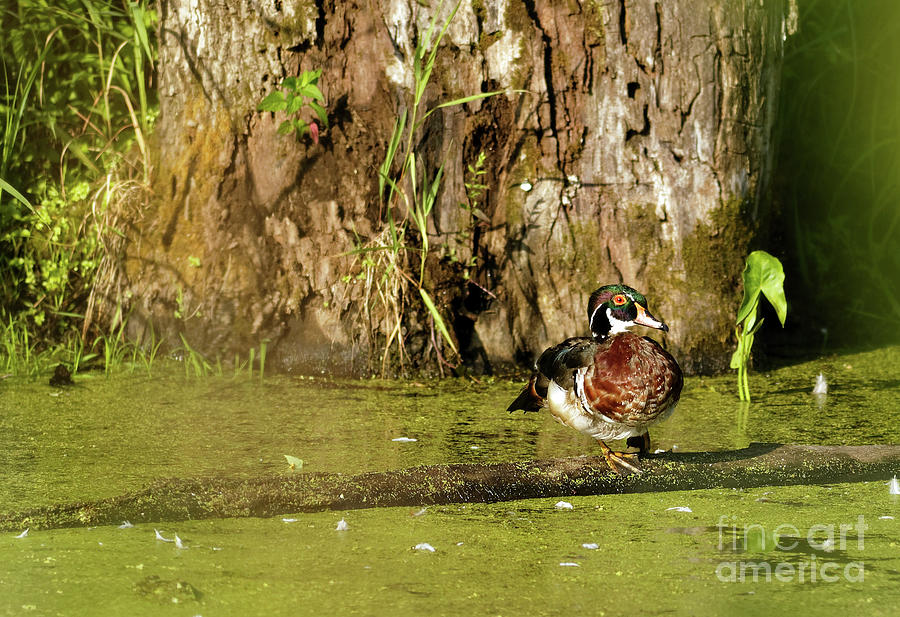 Wood Duck in the Duck Weed Photograph by Natural Focal Point Photography