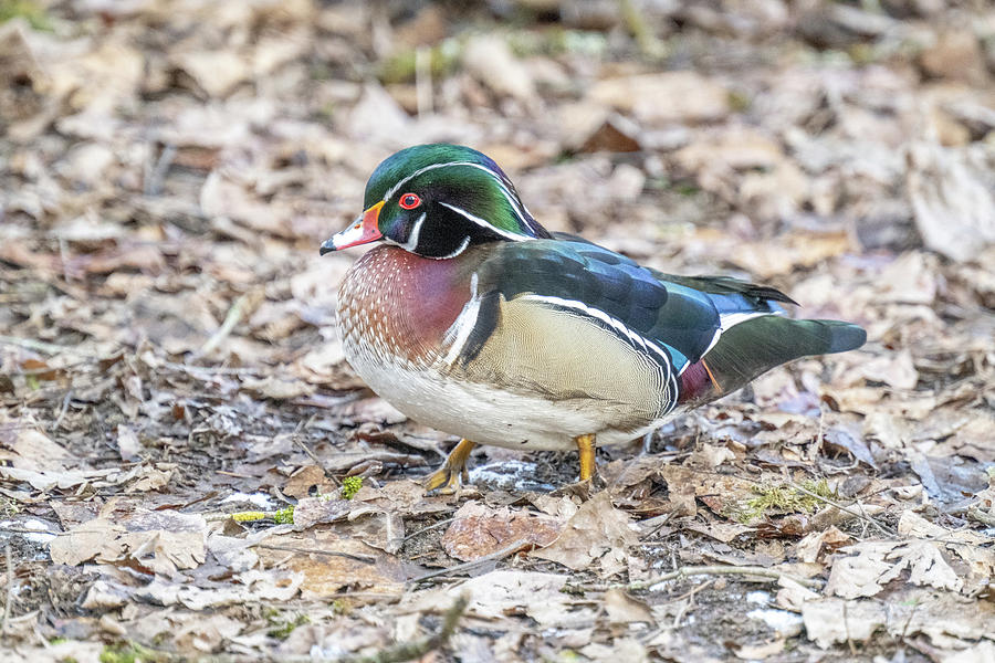 Wood Duck in the Leaves Photograph by Jerry Cahill