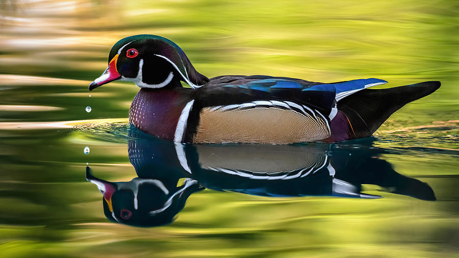 Wood Duck in the Shadows. Photograph by Paul Martin