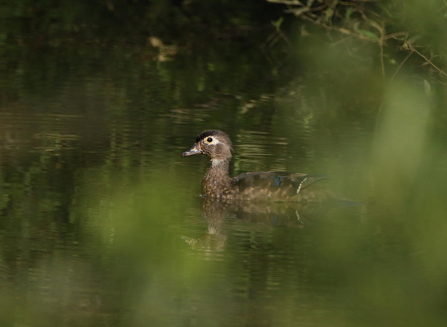 Wood Duck in the Woods Photograph by David Kipp
