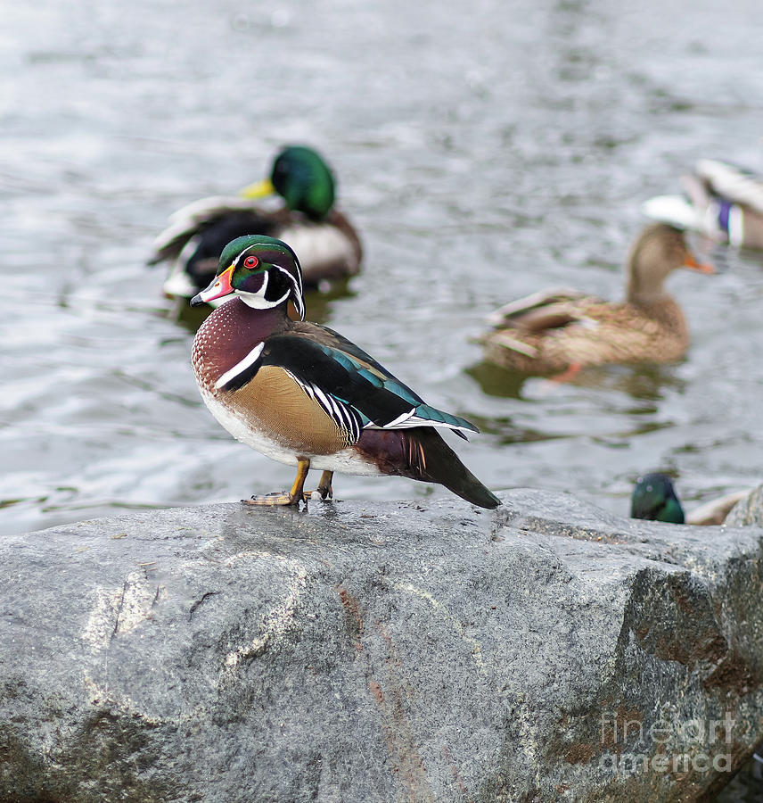 Wood Duck Photograph by Jim Hatch