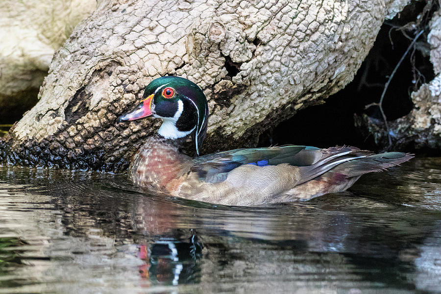 Wood Duck Photograph by Jim Miller