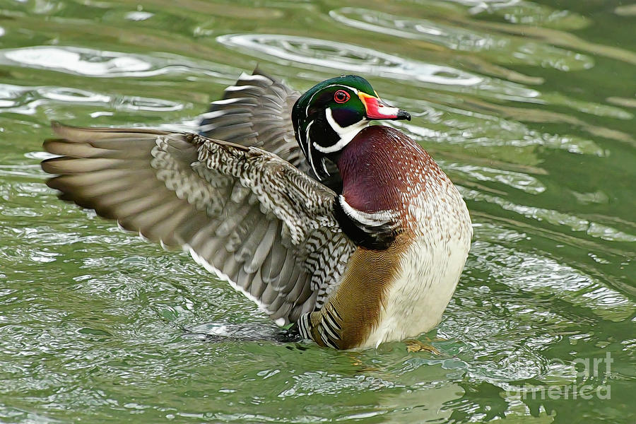 Wood Duck Photograph by Kathy Baccari