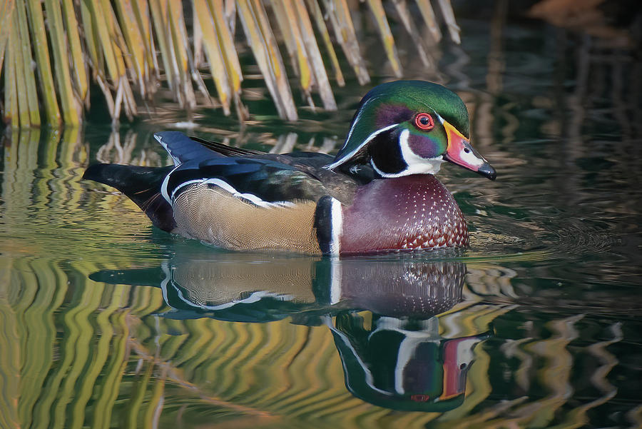 Wood Duck Photograph by Laura Macky