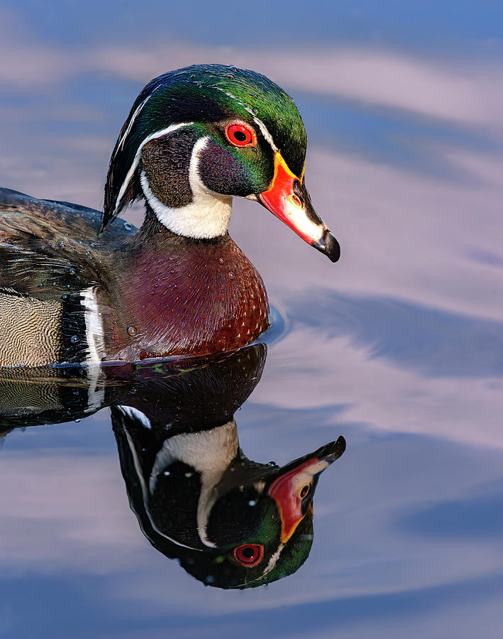 Wood Duck Male - Mirror Image #2 Photograph by Rick Shea
