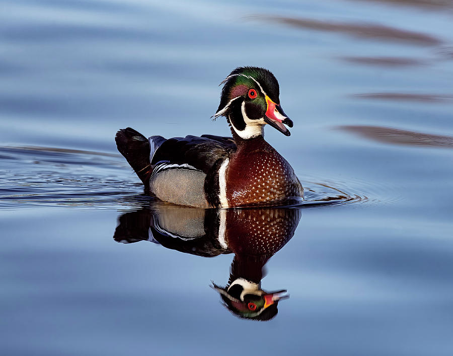 Wood Duck Male - Mirror Image Photograph by Rick Shea