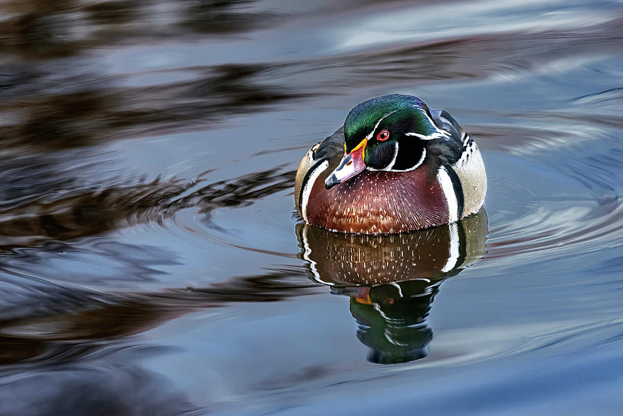 Wood Duck Male - Quiet Moment Photograph by Rick Shea