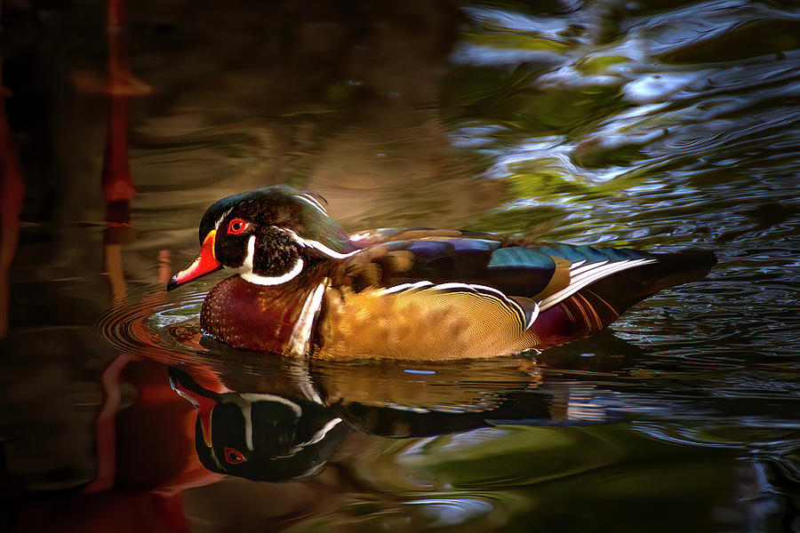 Wood Duck Photograph by Mark Andrew Thomas
