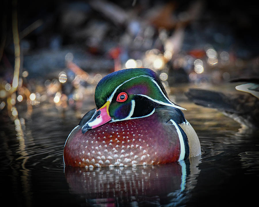 Wood Duck Photograph by Michelle Wittensoldner