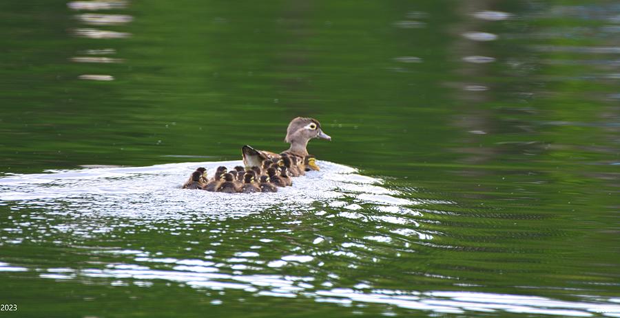 Wood Duck Momma And Her Babies Photograph by Lisa Wooten