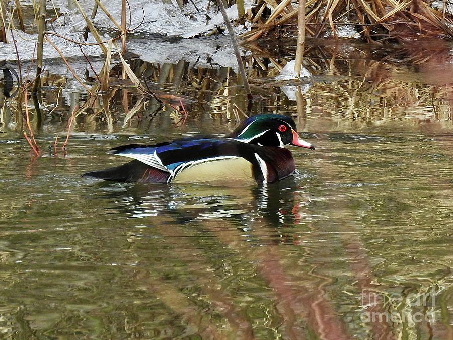 Wood Duck Photograph by Nicola Finch