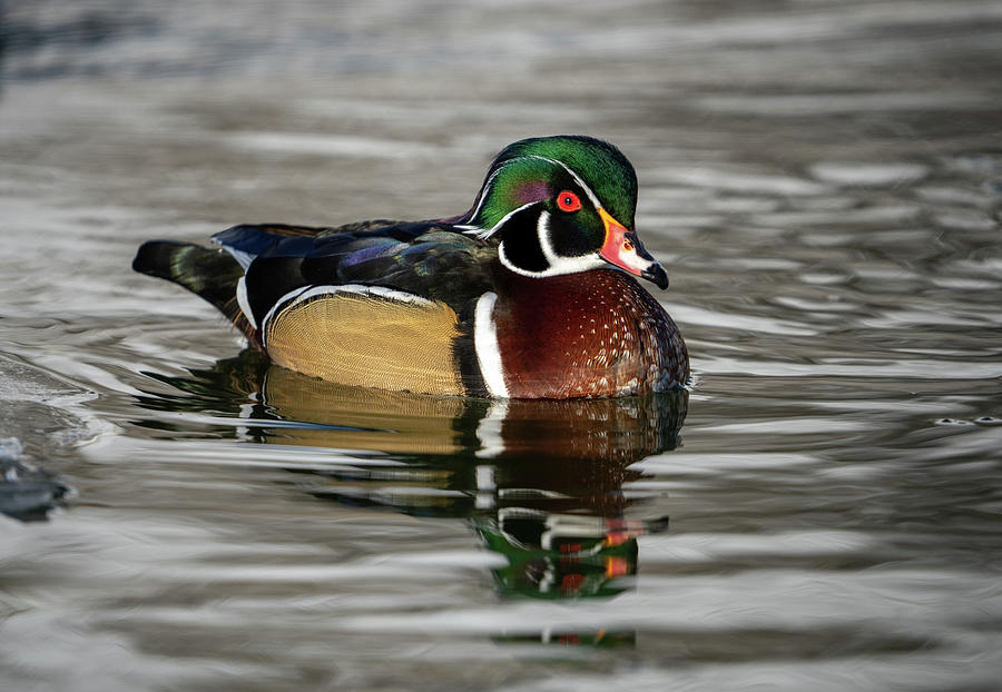 Wood Duck on Pond Photograph by Wesley Aston