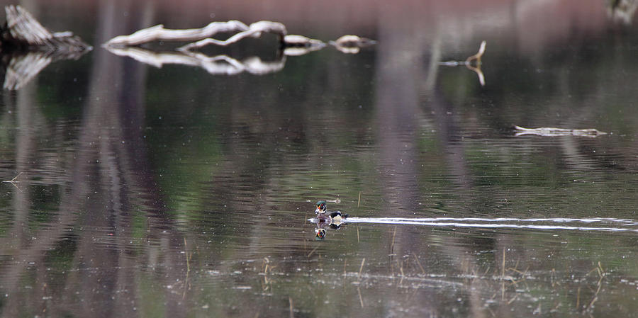 Wood Duck on Still Water Photograph by David Kipp