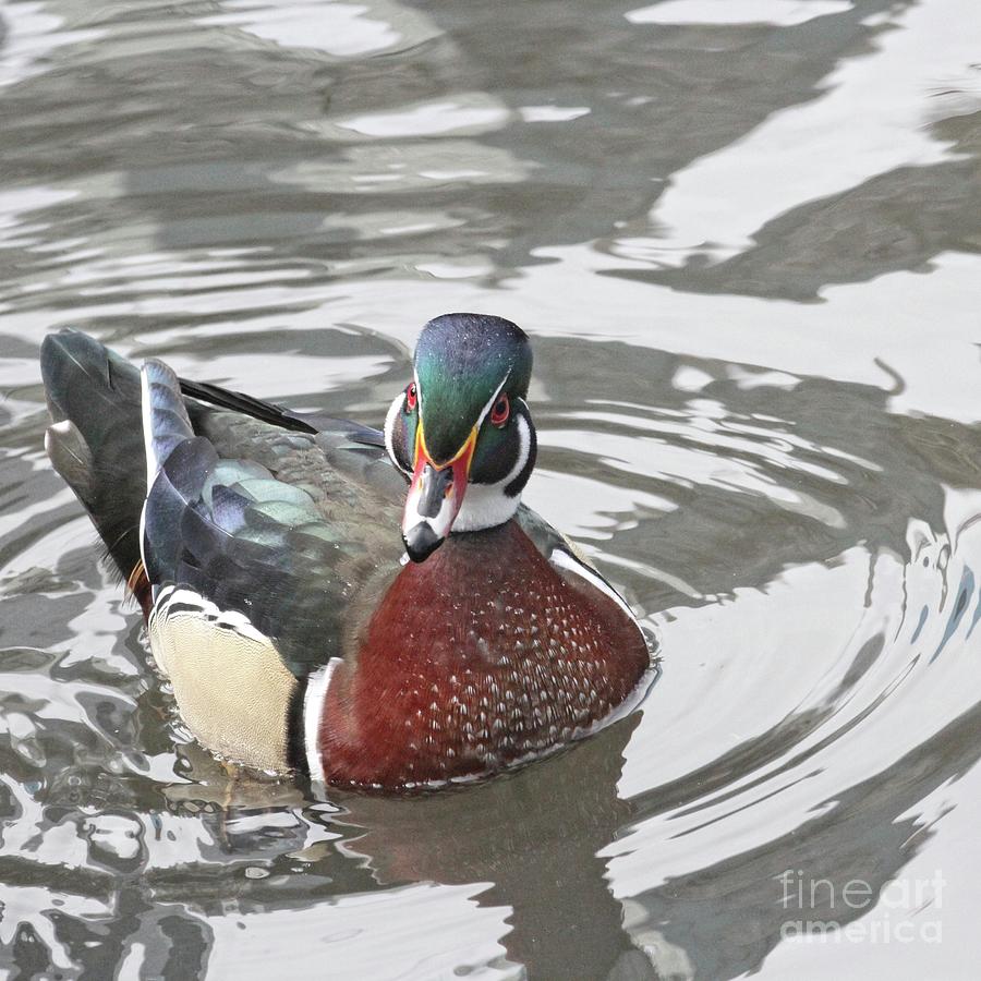 Wood duck One Photograph by Patricia Youngquist