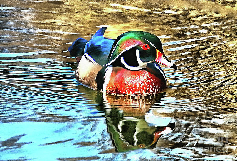 Wood Duck  painting  Painting by Elaine Manley