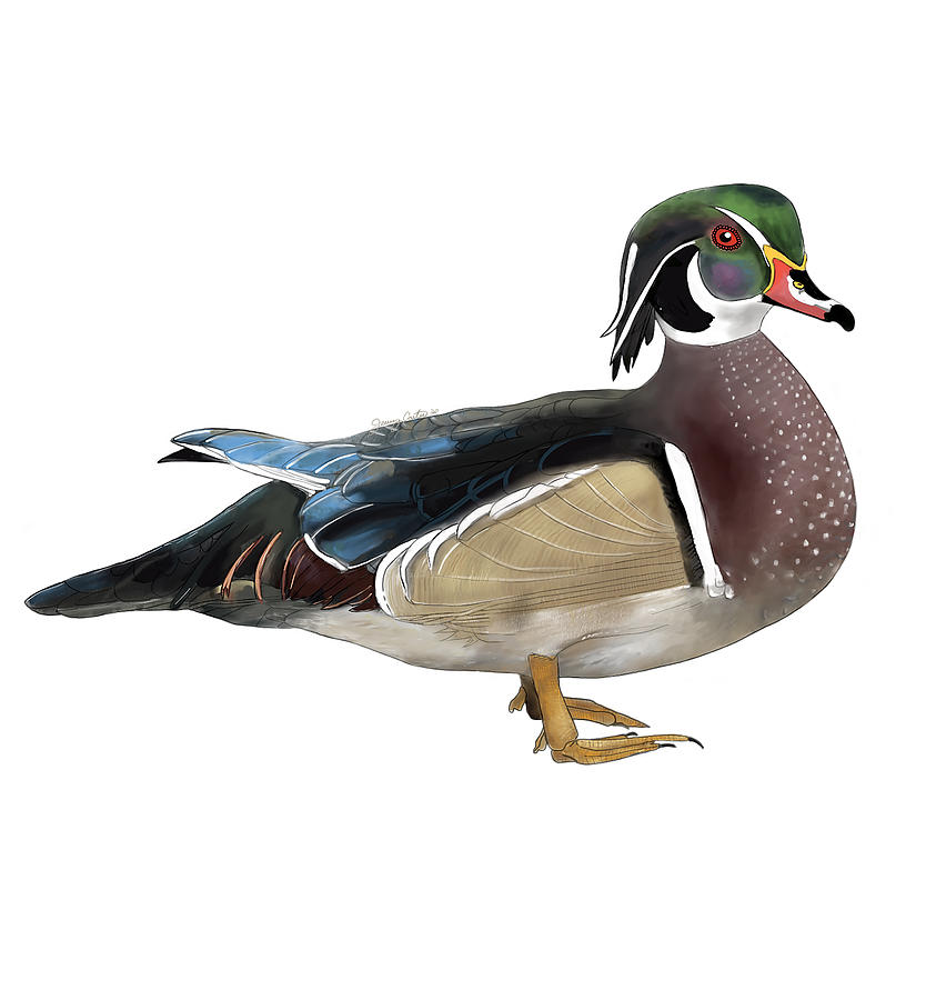 Wood Duck Painting Painting By Jennifer Carter - Fine Art America