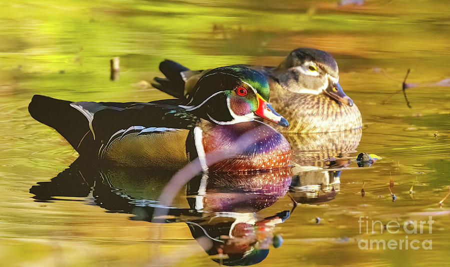 Wood Duck Pair Photograph by Charline Xia