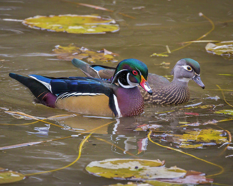 Wood Duck Pair Photograph by Mark Mille