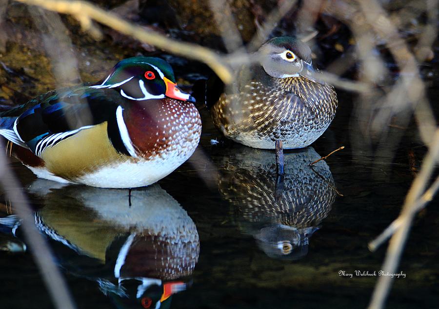 Wood Duck Pair Photograph by Mary Walchuck