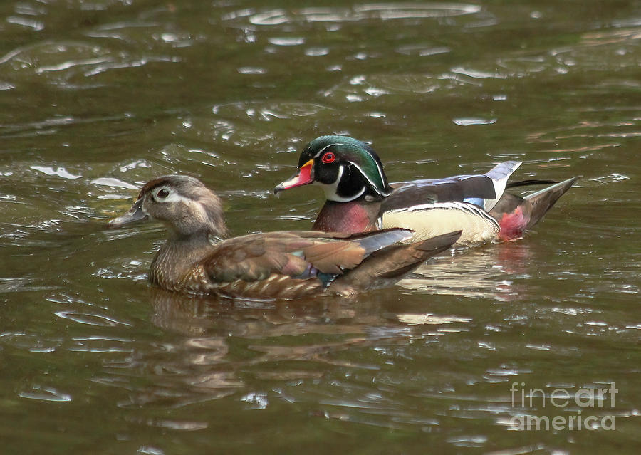 Wood Duck Pair Photograph by Michelle Tinger