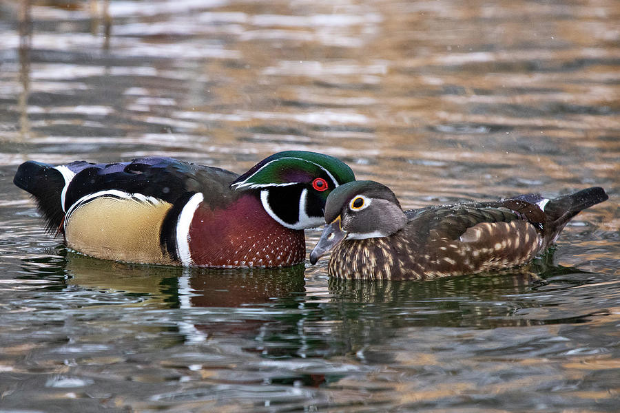 Wood Duck Pair Photograph by Wesley Aston